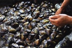怎樣養(yǎng)珍珠，怎樣進行河蚌育珠