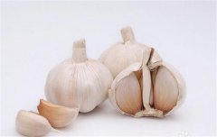 蒜黃的種植要點：播種前如何選擇和處理蒜種？
