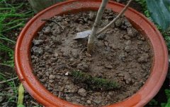 盆栽山茶花養(yǎng)殖關(guān)鍵技術(shù)：如何用土、換盆、澆