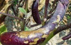 茄子病蟲害防治：茄子綿疫病、褐紋病、地老虎