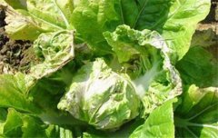 大白菜病蟲害防治：白菜病毒病、霜霉病等