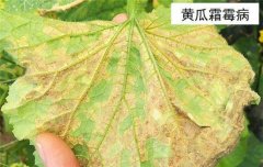 黃瓜病蟲害防治：黃瓜霜霉病、白粉病、紅蜘蛛