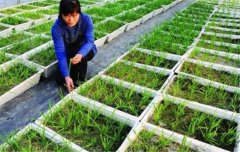 韭菜種植和管理的步驟：育苗、定植與田間管理