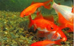 金魚的種類可分為草金魚、龍睛魚、文魚和蛋魚