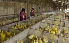 鵝飼養(yǎng)管理要求：雛鵝、小鵝、中鵝的飼養(yǎng)管理
