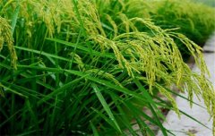 水稻施肥量及比例您知道嗎？水稻要如何施肥？