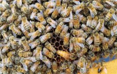 蜜蜂疾病的治療和預(yù)防、治療措施