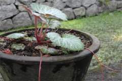 如何盆栽虎耳草，虎耳草盆栽關(guān)鍵技術(shù)解密
