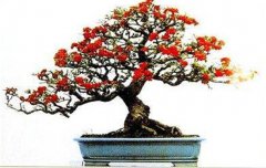火棘如何盆栽？講述火棘種植的那些細(xì)節(jié)問題