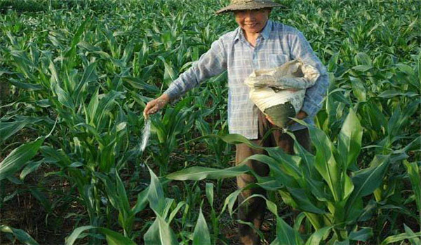 重施磷肥、巧施穗肥