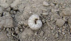 地老虎的防治辦法、習(xí)性與為害特點(diǎn)