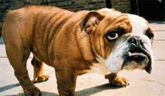 斗牛犬怎么訓(xùn)練定點大小便，如何正確飼養(yǎng)？