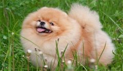 絲毛犬有哪些品種，如何購買與飼養(yǎng)絲毛犬