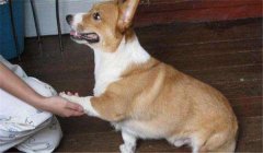 怎么訓(xùn)練狗狗臥下？犬“臥下”動作的調(diào)教方法