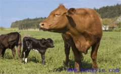 一頭牛大概有多少斤、一頭牛能出多少斤肉？