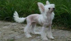 冠毛犬多少錢一只？怎樣選購與飼養(yǎng)中國冠毛犬