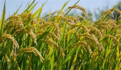 為什么說農(nóng)作物白根有勁、黃根保命、黑根生病