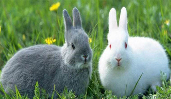 更換飼料、逐漸遞減