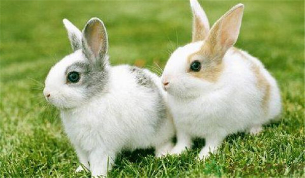 青料為主、精飼為輔