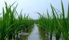 晚稻施穗肥效果好不好，應(yīng)怎樣施肥？