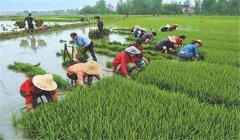 中稻什么時(shí)候下種、幾月收割？