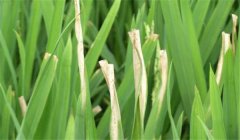 怎樣防止雜交水稻的白葉枯病 用什么藥治療？