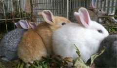 泌乳母兔的飼養(yǎng)管理，提供泌乳母兔飼料配方