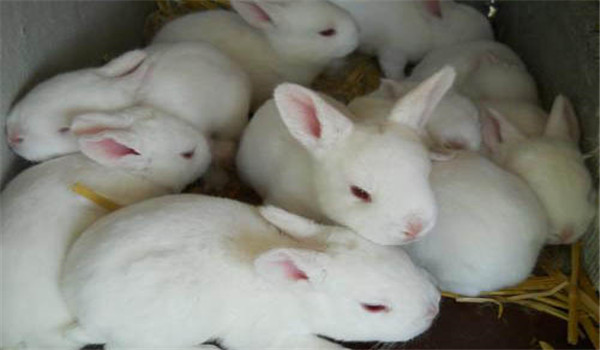 飼草飼料要新鮮、干凈