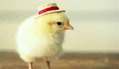 種公雞的飼養(yǎng)管理要點有哪些？