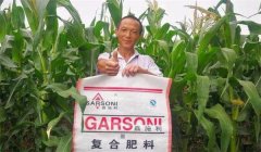 玉米基肥比例多少好，玉米基肥施多少合適？