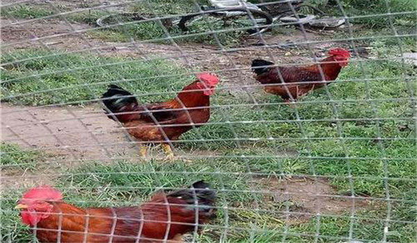 公、母分欄飼養(yǎng)