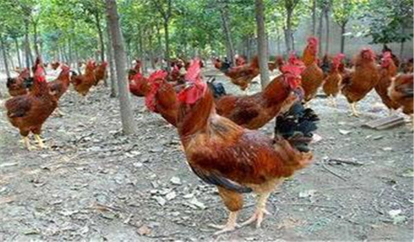 種雞公、母要分開飼養(yǎng)