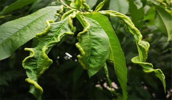 桃樹(shù)縮葉病的防治方法