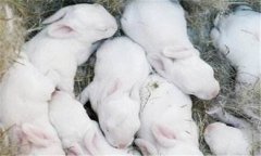 仔兔的飼養(yǎng)管理要點(diǎn)，仔兔睡眠期管理的方法