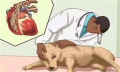 狗鉤蟲(chóng)病的癥狀 狗鉤蟲(chóng)病怎么治、多久可以治好