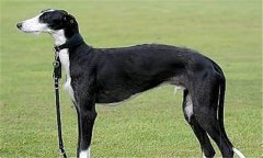 狗的捕捉方法及注意事項