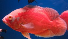 豬仔魚水溫多少合適 豬仔魚怎么養(yǎng)？