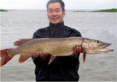 如何飼養(yǎng)白斑狗魚，白斑狗魚的養(yǎng)殖技術(shù)要點