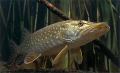 白斑狗魚怎么養(yǎng)，白斑狗魚養(yǎng)殖技術(shù)要點