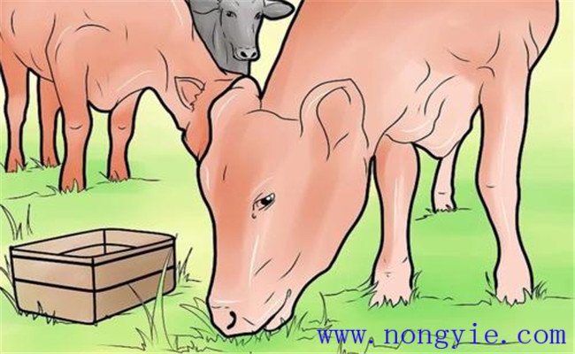 奶牛食道梗塞的臨床癥狀、預(yù)防要點(diǎn)與治療方法