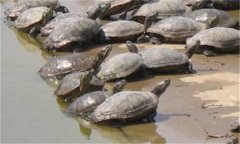 甲魚(yú)繁殖季節(jié)、技術(shù)要點(diǎn)與主要步驟