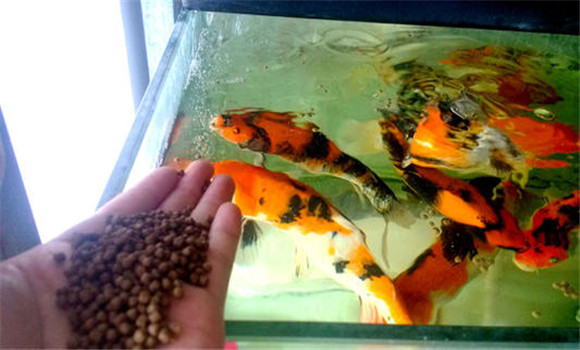甲魚的攝食、生長與溫度之間的關(guān)系