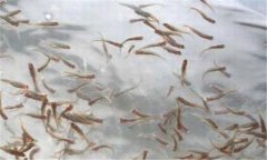 一齡魚是多少時間的魚苗，一齡魚種的放養(yǎng)要領(lǐng)