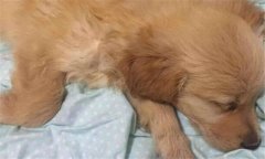 犬瘟熱初期癥狀 犬瘟熱的治療方法、怎么引起的