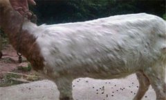 羊痘病的癥狀與治療方法、流行特點(diǎn)