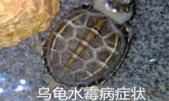 烏龜病了有哪幾種癥狀，烏龜常見病害防治方法