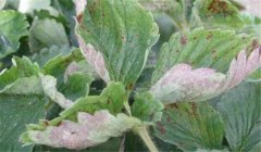 草莓白粉病的癥狀、防治方法、用什么藥好