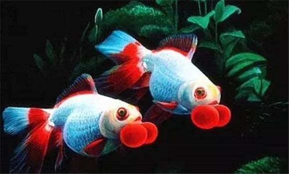 金魚(yú)鱗片的種類