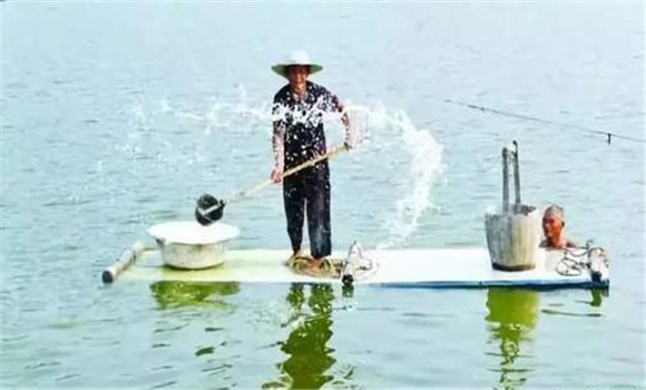 鱖魚(yú)養(yǎng)殖技術(shù)要點(diǎn)