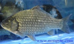 鯽魚(yú)有幾種，鯽魚(yú)種類(lèi)知多少？
